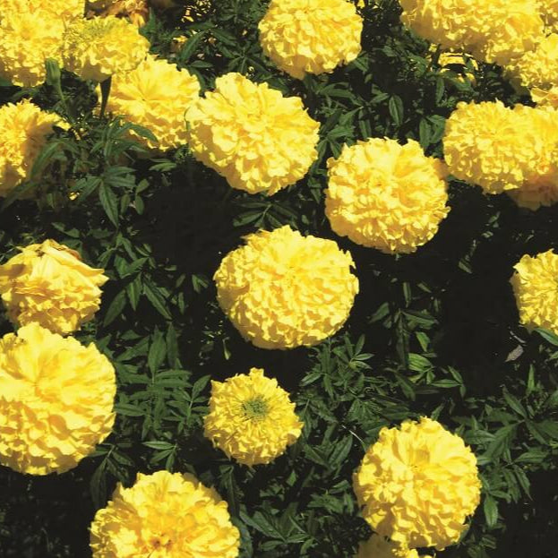 Marigold 'Yellow Treasure'