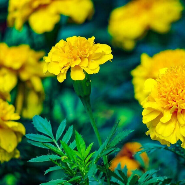 Oeillet d'Inde nain 'French Petite Yellow'