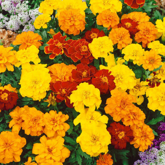 Un ensemble serré de petites fleurs jaunes, orange et rouge sombre remplit presque tout le cadre. Certaines fleurs rouges portent un liseré jaune autour des pétales. Les corolles montrent des pétales larges ou de petits centres plus fournis. Du feuillage vert apparaît par endroits; quelques minuscules fleurs blanches et violettes bordent la composition.