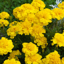 French Marigold Bonanza™ Yellow