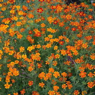 Starfire Mix signet marigold in bloom, showing a bushy <em>Tagetes signata</em> plant covered with many small flowers in varied colours among fine, fragrant green foliage. This view shows the foliage’s light texture, the 30-to-40-cm habit, and the mixed-colour effect for a sunny border, flower bed, window box, hanging basket, or patio container.