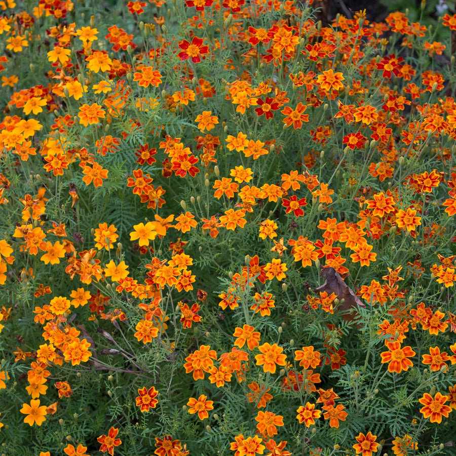 Oeillet d'Inde Starfire Mélange