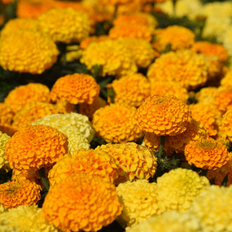 Des fleurs arrondies orange et jaunes sont réparties sur toute la surface de l’image. Les têtes du premier plan présentent de petits pétales serrés et des contours légèrement bosselés. Plusieurs fleurs orange se superposent au centre et à droite. Des feuilles vert foncé séparent les groupes, tandis que les fleurs du fond deviennent moins détaillées.