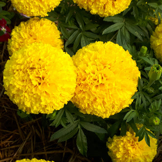 Deux grosses fleurs jaunes dominent le premier plan, entourées de capitules plus petits et de fleurs partiellement cadrées. Les pétales, nombreux et frisés, composent des volumes ronds légèrement irréguliers. Des feuilles vertes allongées et découpées se glissent entre les fleurs. Quelques tiges et des brins brunâtres apparaissent dans la partie inférieure gauche de l’image.