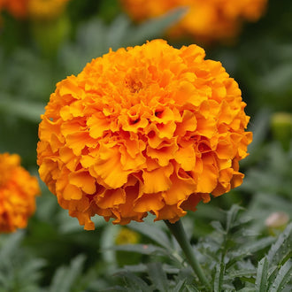 Une grosse fleur orange se détache au centre sur un arrière-plan vert. Ses pétales repliés composent plusieurs couches serrées, avec des creux plus foncés vers le milieu. Le contour de la fleur est arrondi et irrégulier. Une tige et des feuilles étroites, découpées, apparaissent sous le capitule; d’autres fleurs orange sont visibles au fond.
