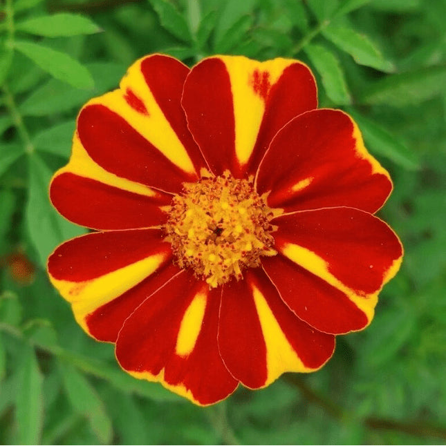 Organic Marigold 'Court Jester'