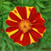 Organic Marigold 'Court Jester'