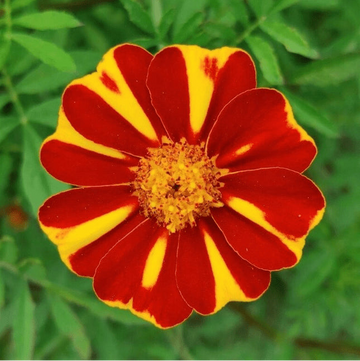 Œillet d'Inde 'Court Jester' bio