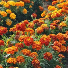 Organic Marigold 'Sparky Mix'
