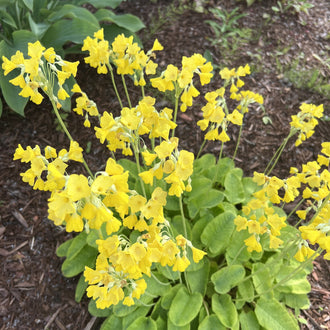 De petites fleurs jaunes se répartissent au bout de tiges vertes fines, au-dessus d’un groupe de grandes feuilles. Les pétales sont arrondis, légèrement plissés, et entourent des gorges plus orangées. Des boutons verts allongés apparaissent entre les corolles. Le feuillage montre des nervures marquées, tandis que le fond présente une surface brune et quelques zones vertes.