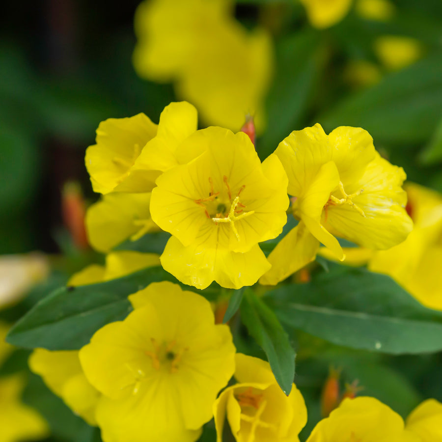 Onagre 'Ozark Sundrop'