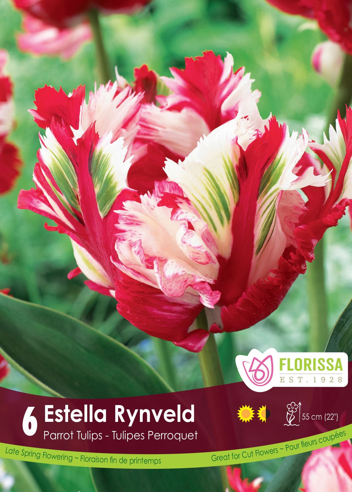 Tulipe Estella Rynveld ( Tulipa ) : une tulipe perroquet rouge et blanche marquée de vert. Le visuel Florissa présente la plante et son nom dans la partie inférieure de l’étiquette. La photographie occupe presque toute la surface, tandis que le bandeau du bas rassemble les indications du produit. Cette vue permet de reconnaître son apparence et de distinguer la variété présentée.