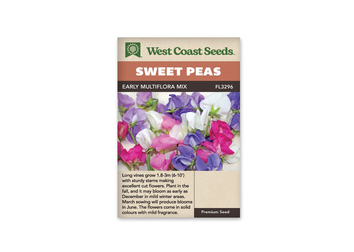 Sachet West Coast Seeds Early Multiflora Mix illustré de fleurs de pois de senteur roses, blanches et violettes. Les corolles sont serrées devant un fond clair, avec quelques tiges vertes entre les pétales. Des fleurs rose vif contrastent avec le blanc et les tons mauves. Les grandes surfaces colorées remplissent presque toute la photo.
