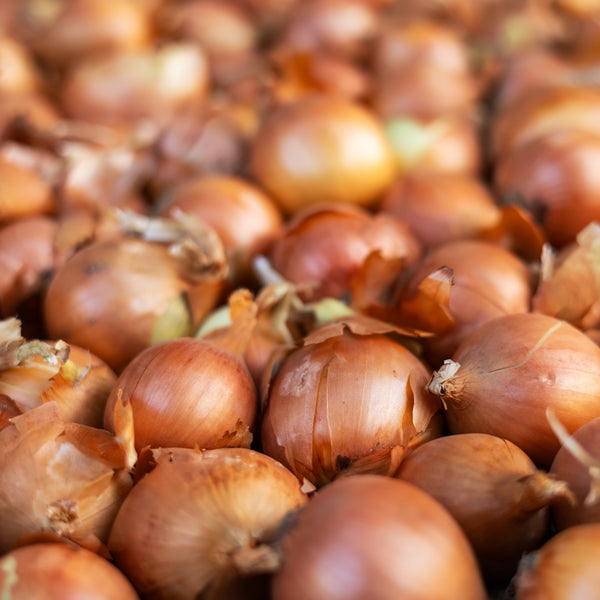 Oignon Hybride 'Norstar'