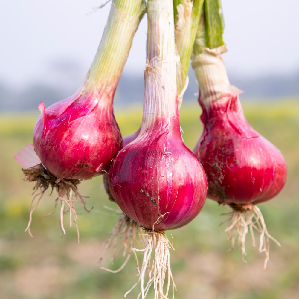 Red Bull F1 Onion