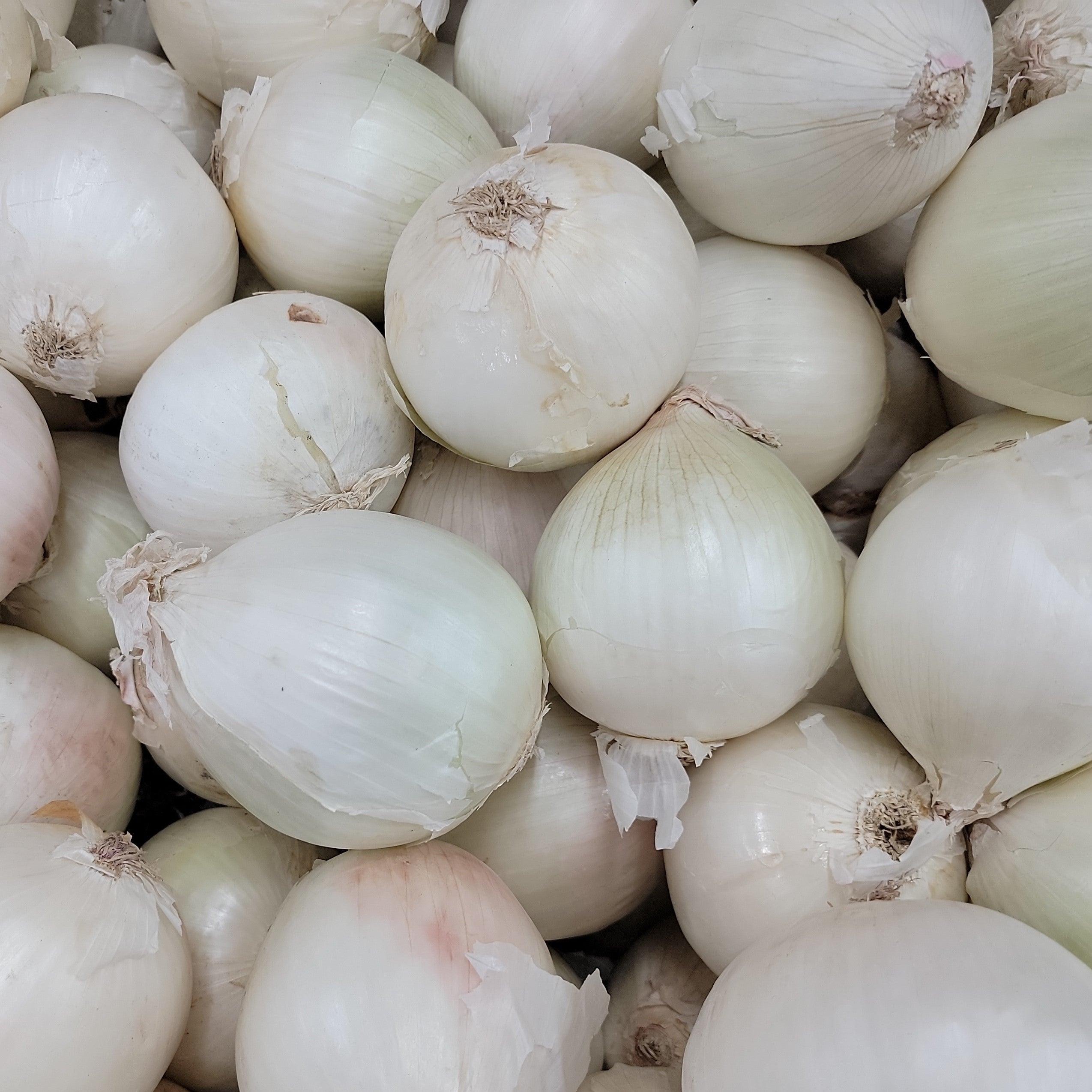 Perron Spain WH Perron Seeds | Hybrid Spanish Onion 'White Wing' – Pépinière.ca