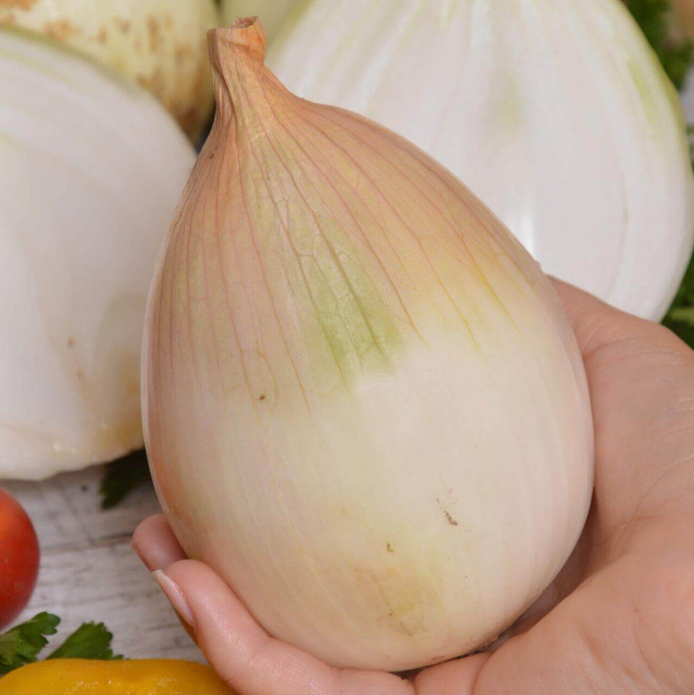 Onion 'Ailsa Craig'