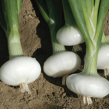 Organic 'Bianca Di Maggio' Onion