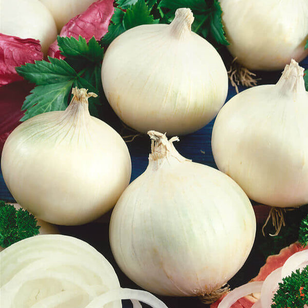 Oignon 'Blanc Doux d'Espagne'