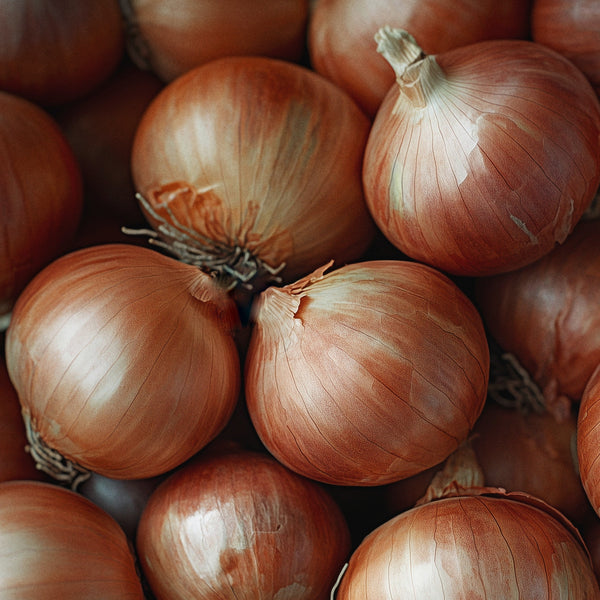 Oignon 'Frontier'
