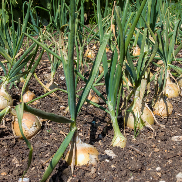 Onion 'New York Early'