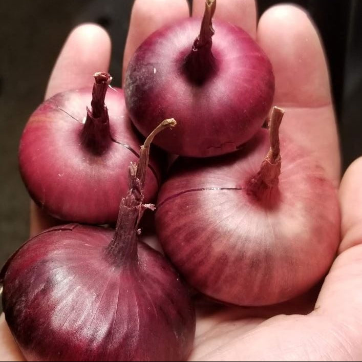 Organic 'Red Geneva' Onion