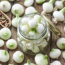 Onion 'White Pickling' 