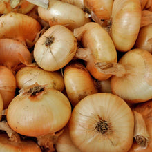 Oignon Yellow Cipollini. Petits oignons jaunes aplatis, entiers et coupés. Le cadrage permet de voir les formes, les couleurs et les détails du sujet représenté. Les contours se détachent du fond de l’image, avec des différences de teinte et de texture visibles sur les surfaces. Cette vue accompagne la présentation du produit dans la boutique.