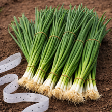 'White Lisbon' shallot on ribbon