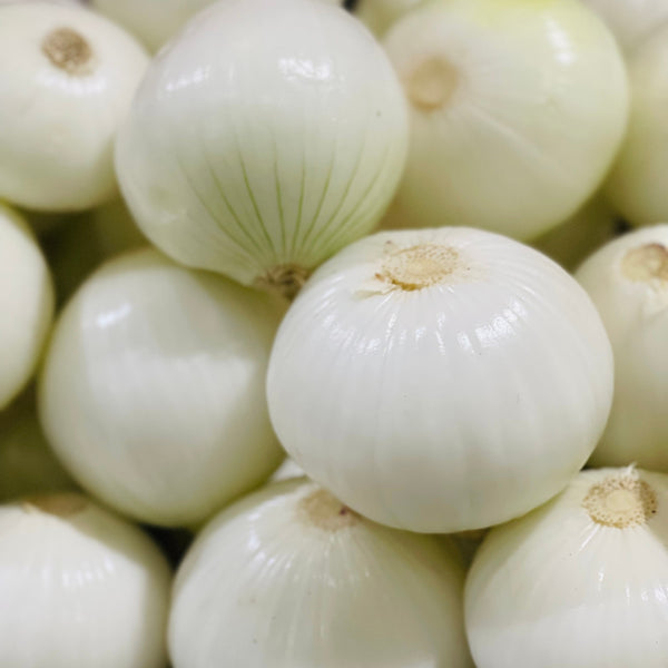 Oignon à globe blanc 'Southport'