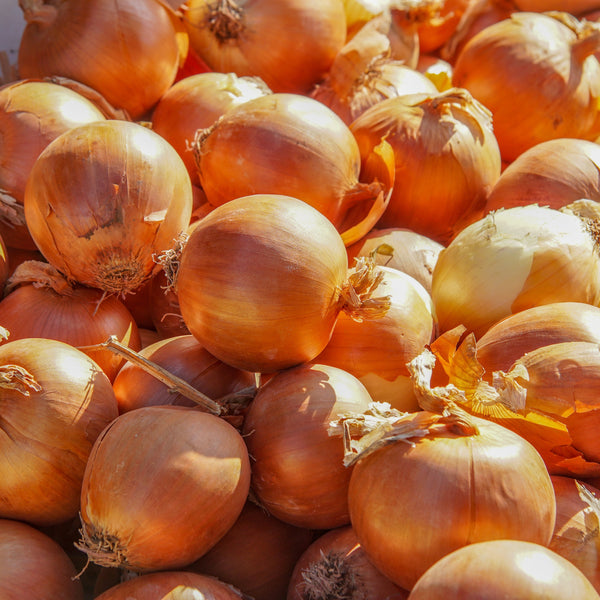 Oignon doux Espagnol 'Utah'