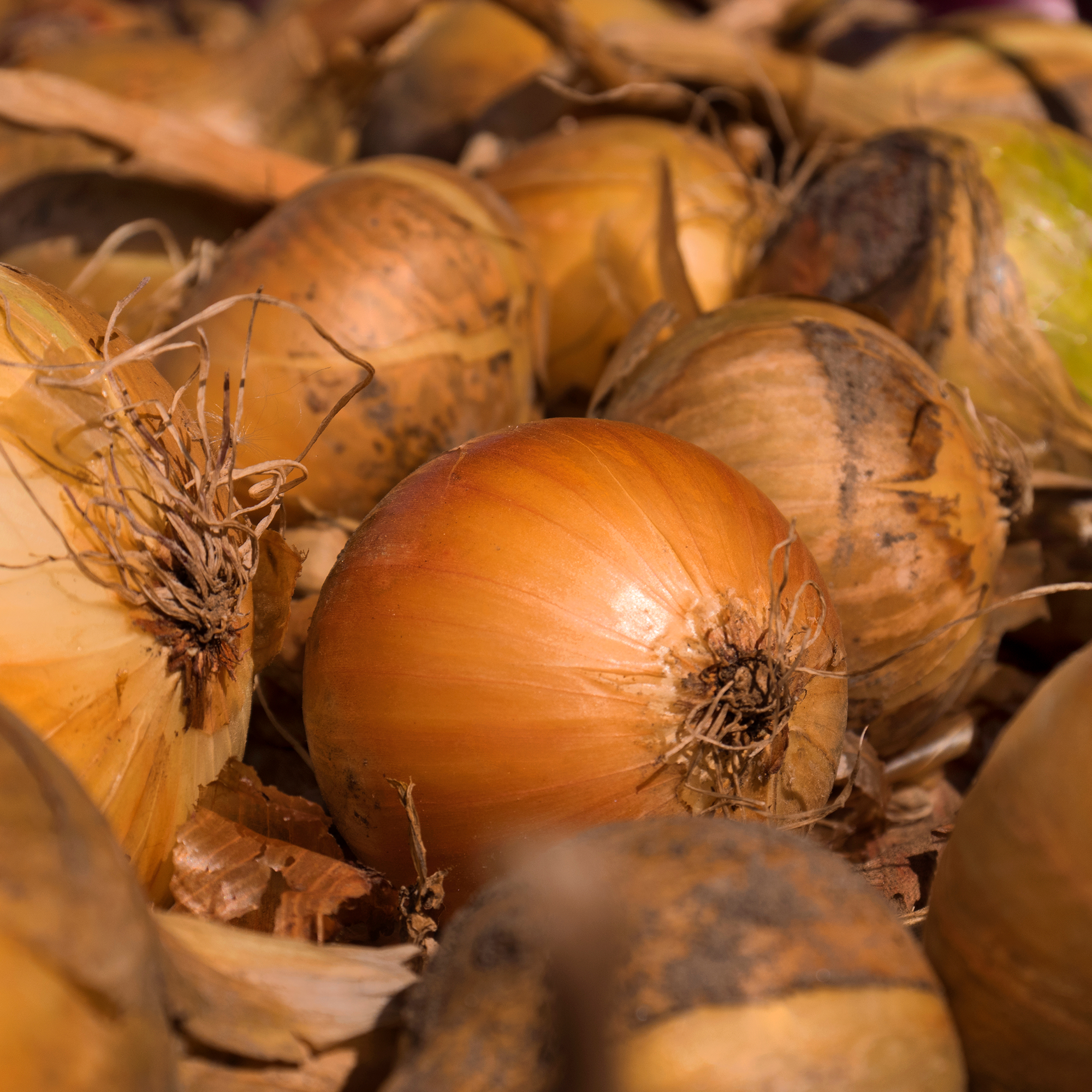 Yellow Onion