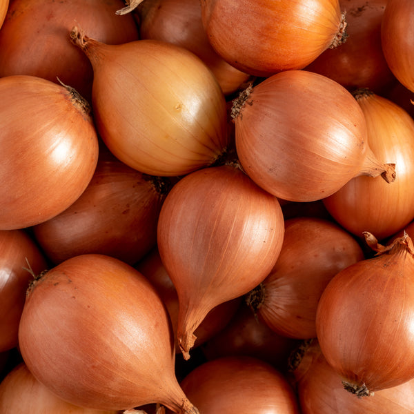 Oignon précoce 'Globe Jaune'