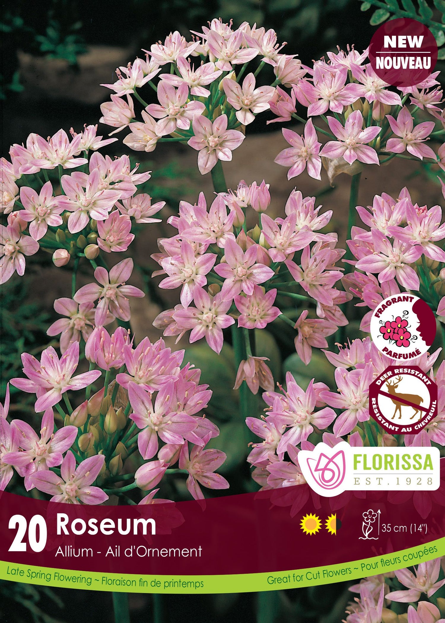 Allium Roseum