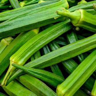 Photographie de Okra (Abelmoschus esculentus), sélection proposée en semences W.H. Perron. Le visuel présente l’apparence de la plante ou de sa récolte et permet d’en observer les formes et les couleurs. Cette vue illustre les caractéristiques visibles de la sélection, dans une présentation destinée à accompagner son identification et à montrer son intérêt au jardin.
