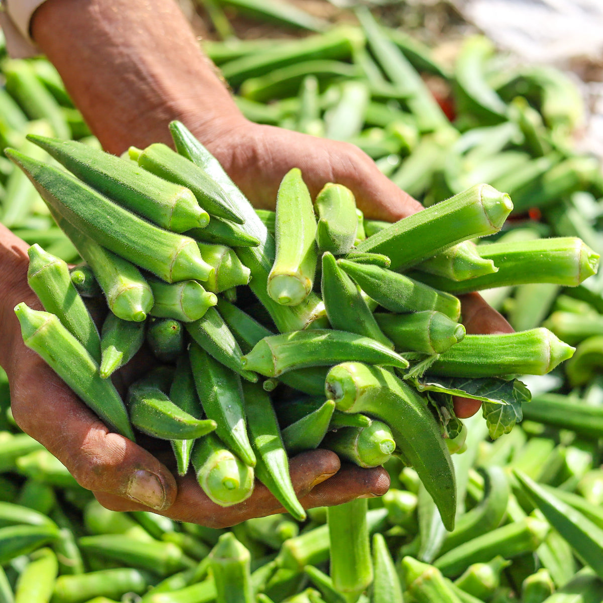 Photo de Okra Elisa F1. Le visuel permet d'observer les contours, les teintes et la disposition des éléments présentés. Les détails de forme et les contrastes donnent un aperçu de l'apparence de cette plante ou de sa récolte. Cette photographie accompagne la variété nommée afin de l'identifier dans la sélection de semences.