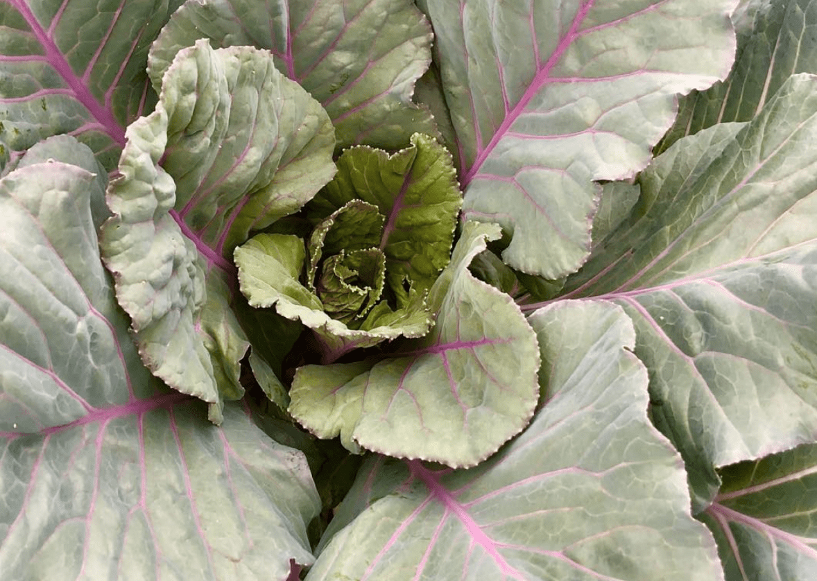 Chou cavalier Ole Timey Blue – Gaia Organic Seeds