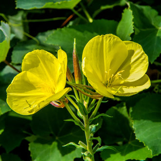 Image officielle de Onagre Bisannuelle, Oenothera biennis, associée au petit sachet de semences.