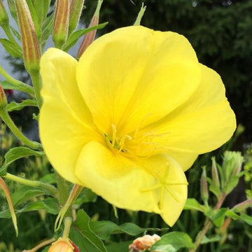Onagre 'Evening Primrose' bio