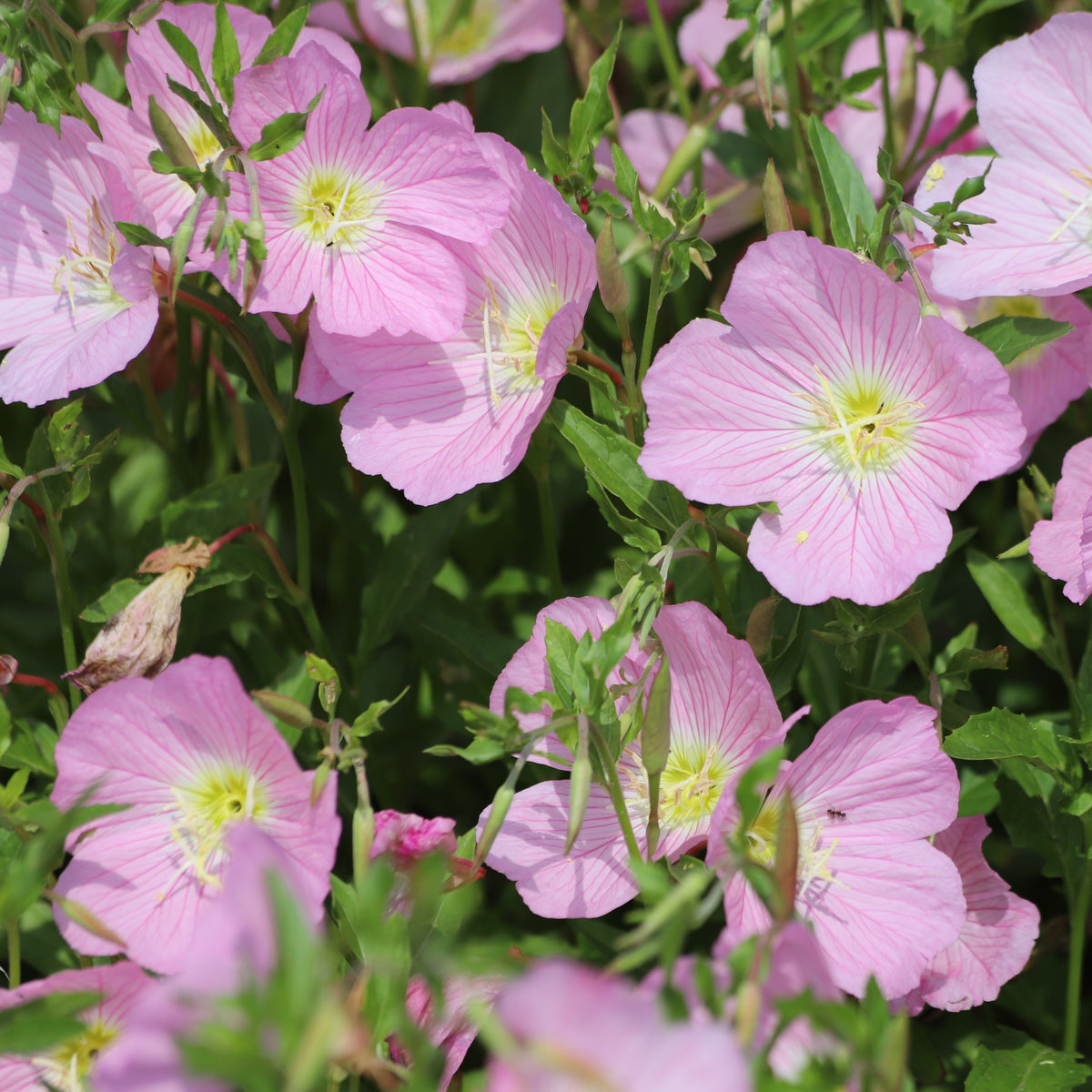 Evening Primrose 'Showy Evening Primrose'