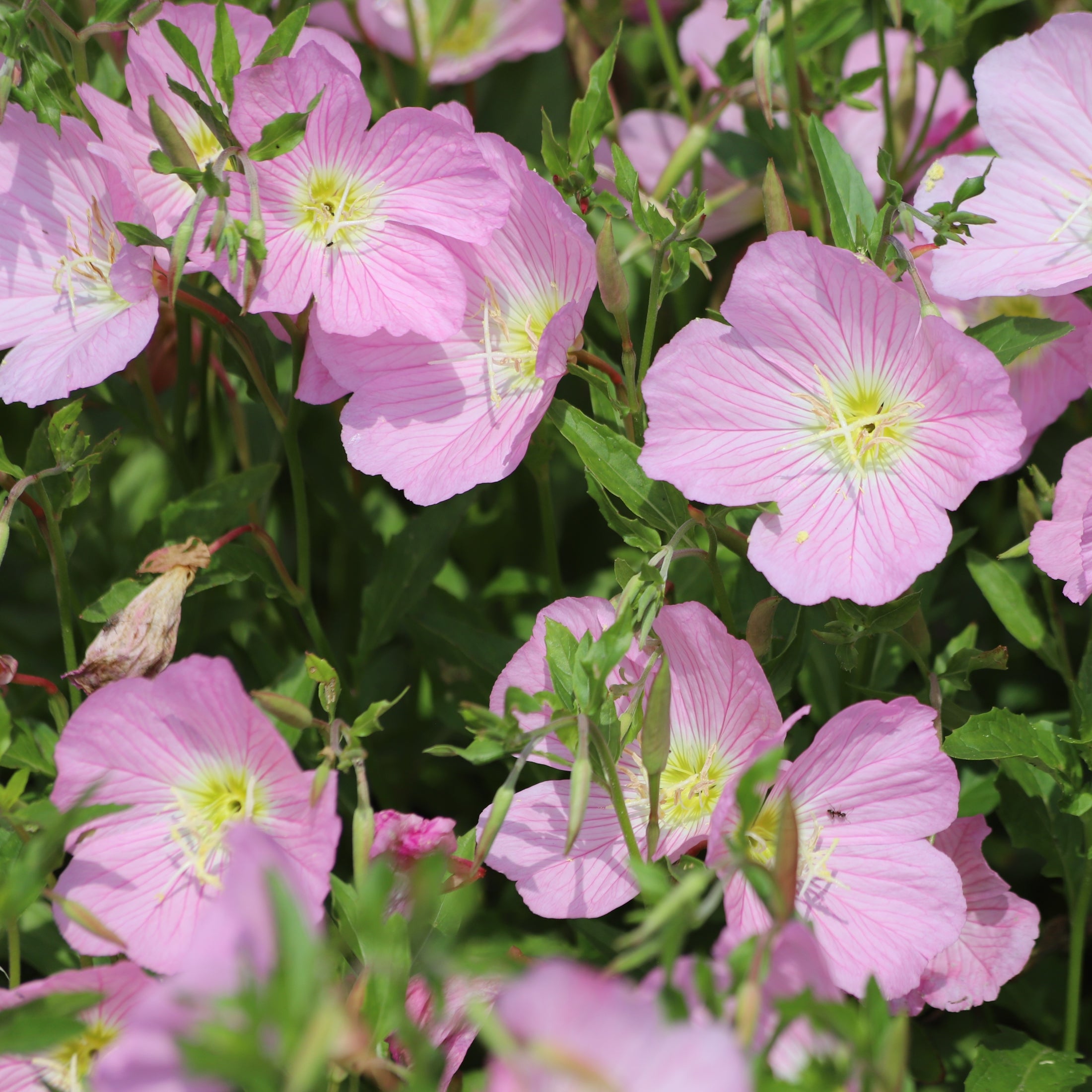 Evening Primrose 'Showy Evening Primrose'