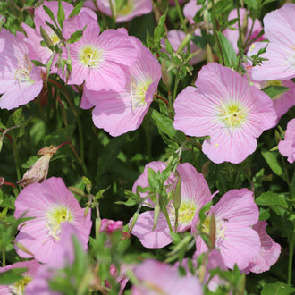 Des fleurs rose clair présentent de larges pétales plissés et des centres jaune verdâtre. De fines lignes roses rayonnent depuis la gorge jusqu’aux bords arrondis. Plusieurs corolles se répartissent parmi des tiges et des feuilles vertes étroites. Une grande fleur occupe le centre supérieur, tandis que d’autres apparaissent plus bas ou sont coupées sur les côtés.