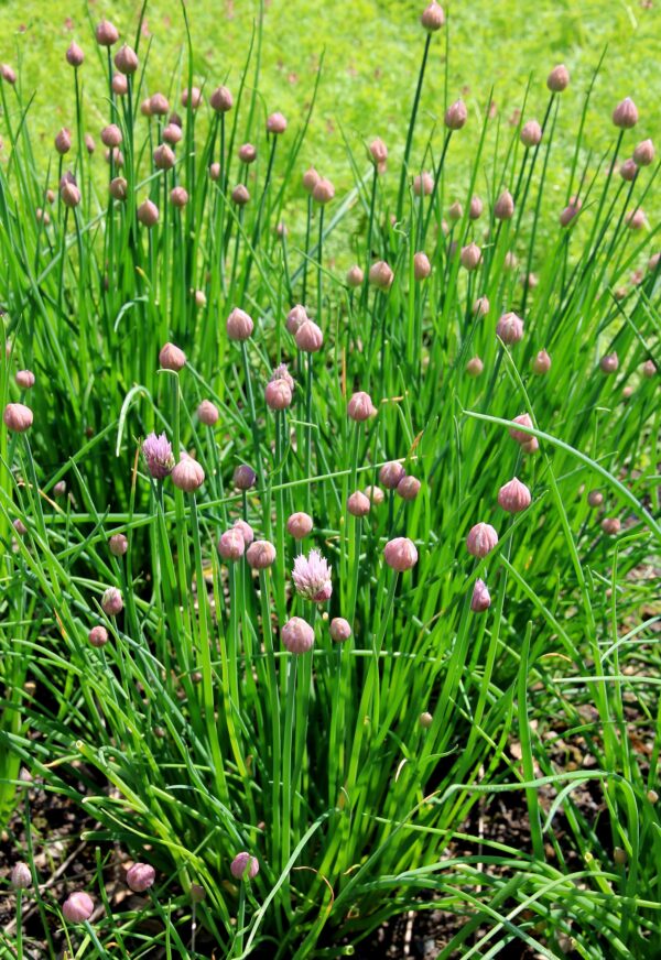Semences Ciboulette (Allium schoenoprasum)