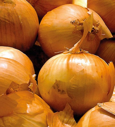 Semences Oignon doré 'Dorata di Parma' (Allium cepa)