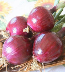Semences Oignon rouge 'Rossa di Toscana Tonda' (Allium cepa)