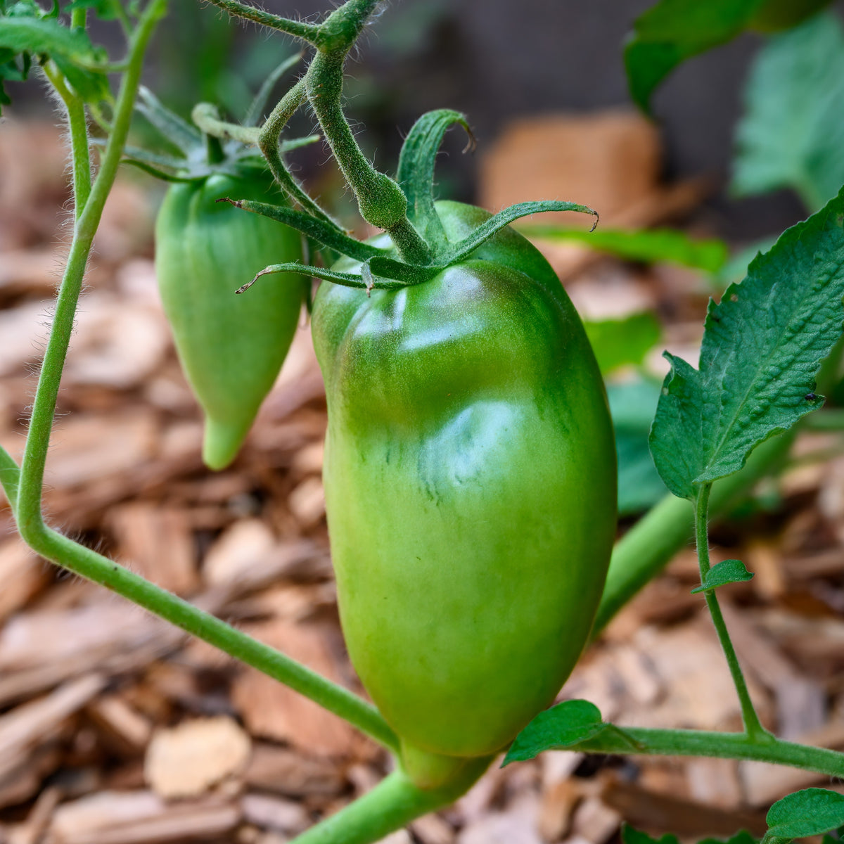 Organic 'Opalka' Tomato