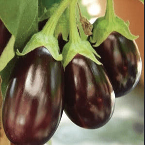Organic 'Open OPhelia' Eggplant Seeds by Gaia, product image prepared for Canadian gardeners.