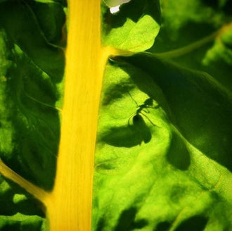 Organic Oriole Orange Chard Seeds by Gaia, product image prepared for Canadian gardeners.