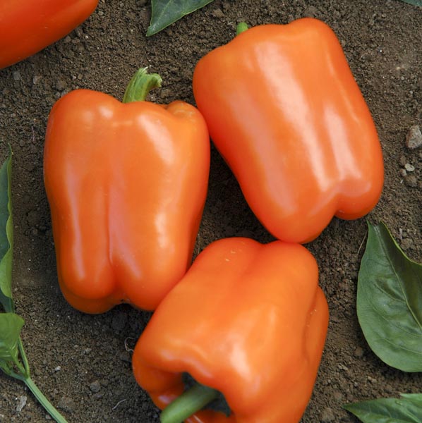 Poivron doux Orange King – Gaia Organic Seeds