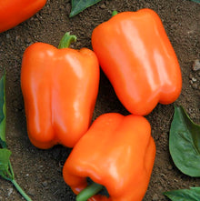 Poivron doux Orange King – Gaia Organic Seeds